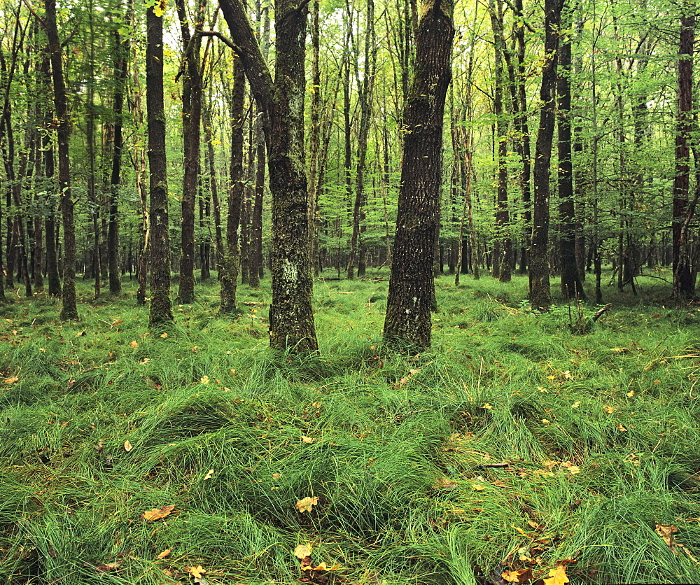 Forest in nature park Schonbuch, Tubingen, Baden Wurttemberg, Germany, Europe 