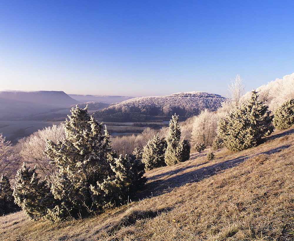 Juniper, winter morning, Kaltes Feld, Wissgoldingen, Swabian Alb, Baden Wurttemberg, Germany, Europe