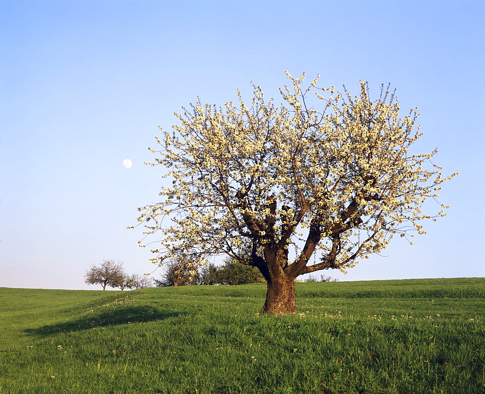 Full moon over a blooming fruit tree, Swabian Alb, Baden Wurttemberg, Germany, Europe