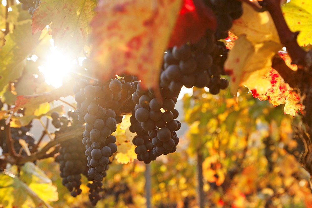 Vineyards with red wine grapes in autumn at sunset, Esslingen, Baden Wurttemberg, Germany, Europe