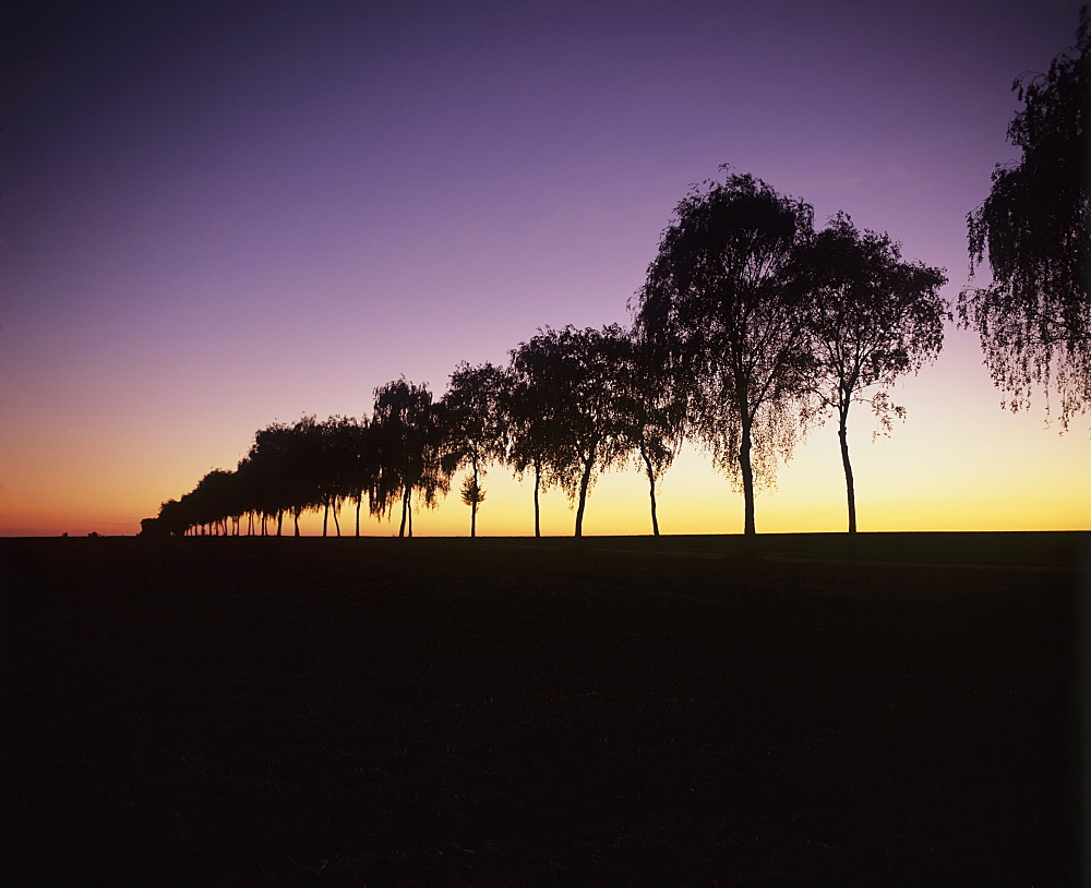 Tree avenue at sunset, Hohenlohe, Baden Wurttemberg, Germany, Europe