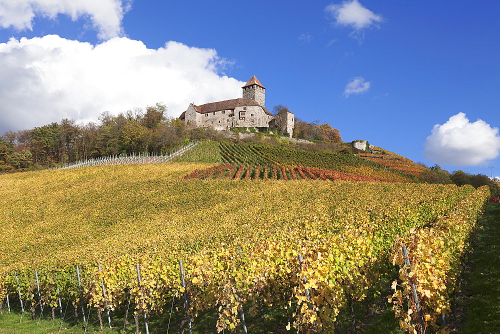 Burg Lichtenberg Castle and vineyards in autumn, Oberstenfeld, Ludwigsburg District, Baden Wurttemberg, Germany, Europe