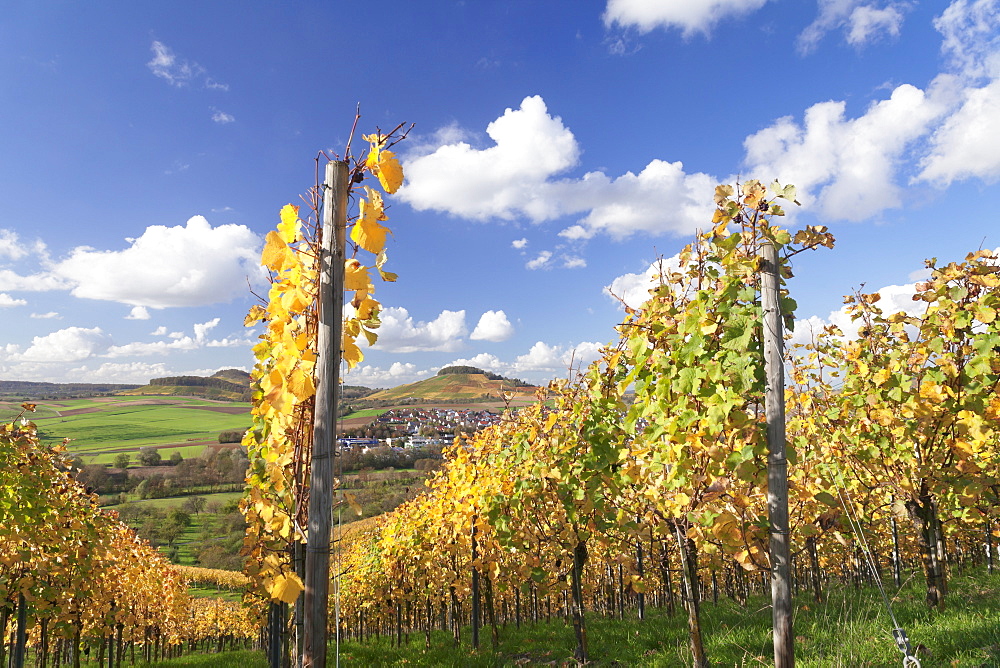 Vineyards in autumn, Oberstenfeld, Ludwigsburg District, Baden Wurttemberg, Germany, Europe