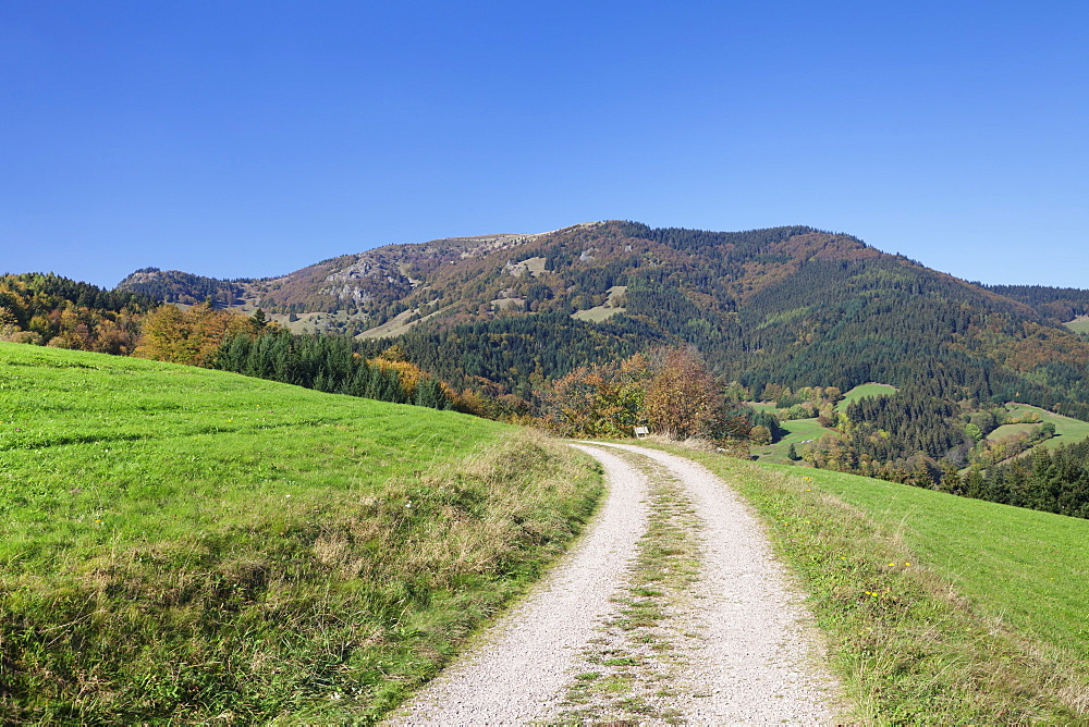 Path leading to Belchen Mountain, Black Forest, Baden Wurttemberg, Germany, Europe