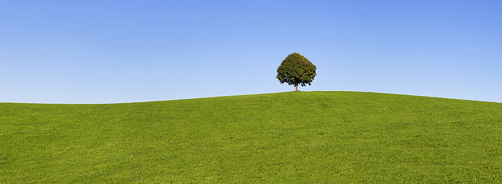 Single tree on a hill, Allgau, Swabia, Baden Wurttemberg, Germany, Europe