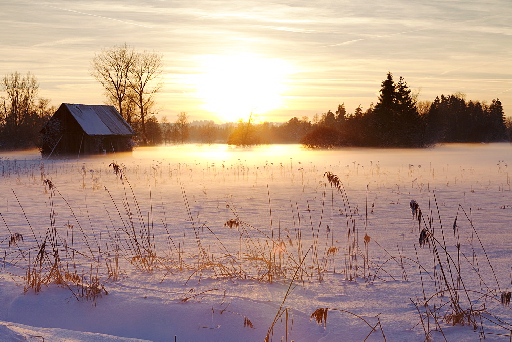 Federsee Nature Reserve at sunset in winter, Bad Buchau, Upper Swabia, Baden Wurttemberg, Germany, Europe