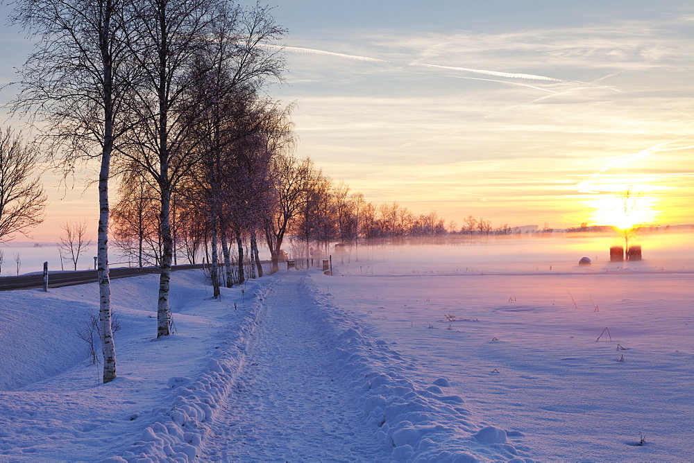 Federsee Nature Reserve at sunset in winter, Bad Buchau, Upper Swabia, Baden Wurttemberg, Germany, Europe