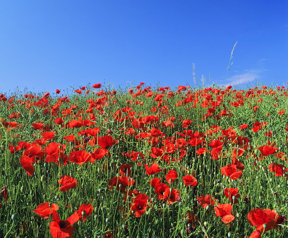 Field of poppies, Neresheim, Swabian Alb, Baden Wurttemberg, Germany, Europe