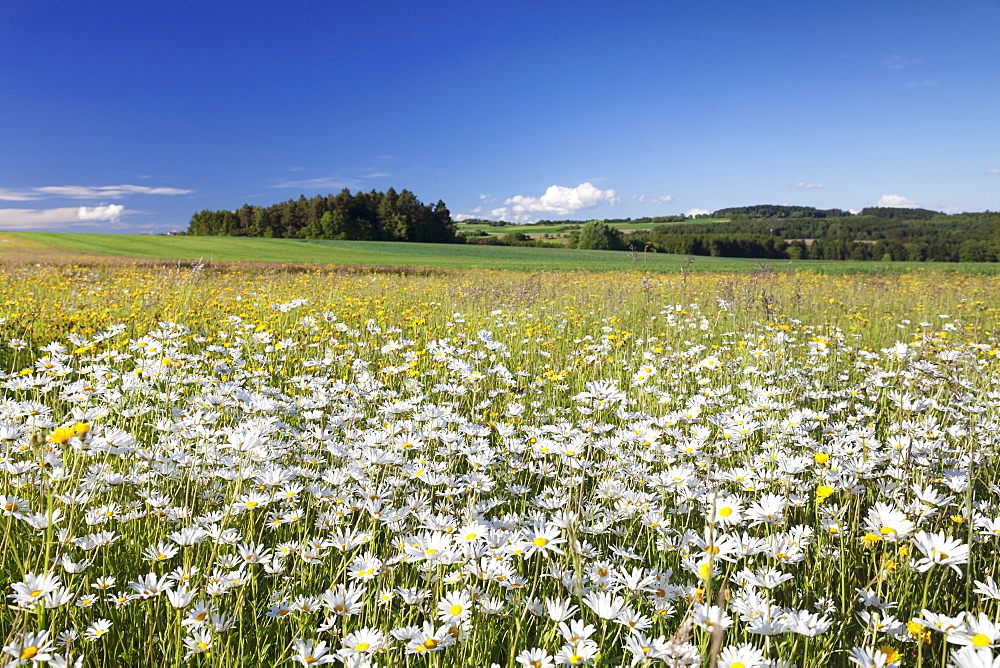 Flower meadow with marguerites (Leucanthemum vulgare), Baden Wurttemberg, Germany, Europe