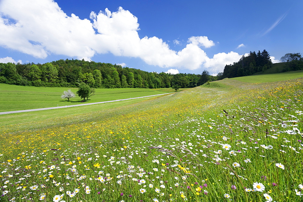 Spring meadow with marguerite flowers (Leucanthemum vulgare), Swabian Alb, Baden Wurttemberg, Germany, Europe