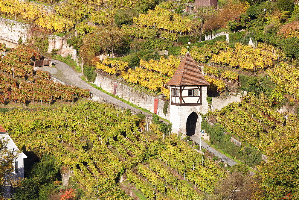 Vineyards in autumn, Esslingen, Baden Wurttemberg, Germany, Europe