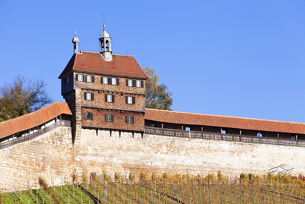 Castle with vineyards in autumn, Esslingen, Baden Wurttemberg, Germany, Europe