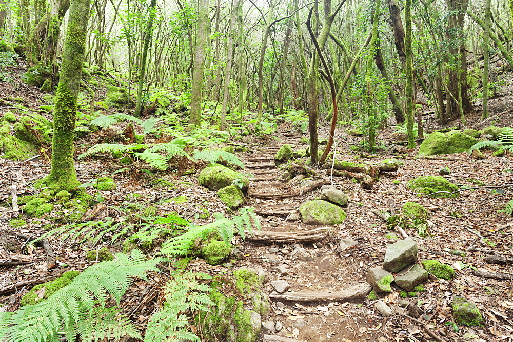 Laurel forest, laurisilva, Parque Nacional de Garajonay, La Gomera, Canary Islands, Spain, Europe