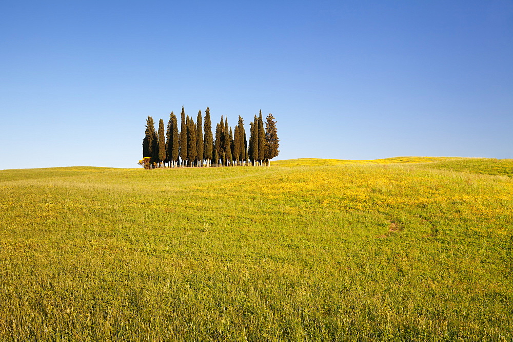 Group of cypress trees, near San Quirico, Val d'Orcia (Orcia Valley), UNESCO World Heritage Site, Siena Province, Tuscany, Italy, Europe