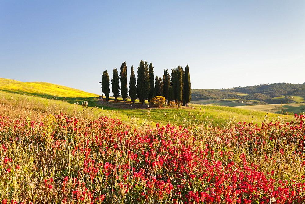 Group of cypress trees and field of flowers, near San Quirico, Val d'Orcia (Orcia Valley), UNESCO World Heritage Site, Siena Province, Tuscany, Italy, Europe