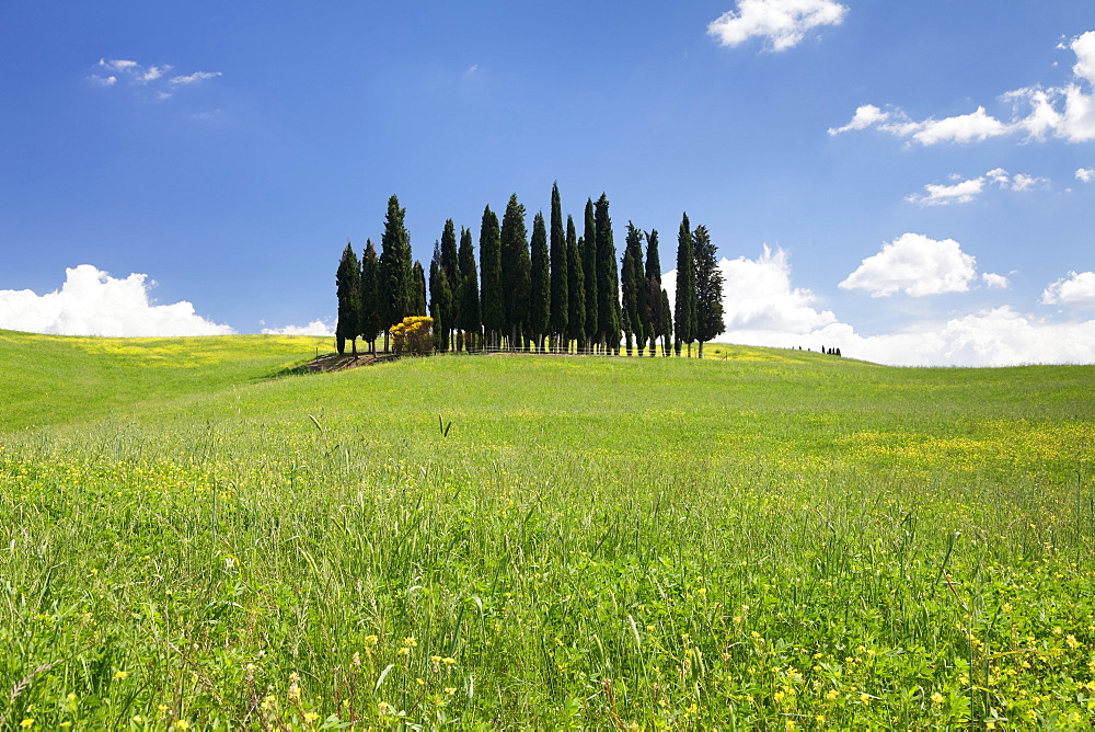 Group of cypress trees, near San Quirico, Val d'Orcia (Orcia Valley), UNESCO World Heritage Site, Siena Province, Tuscany, Italy, Europe