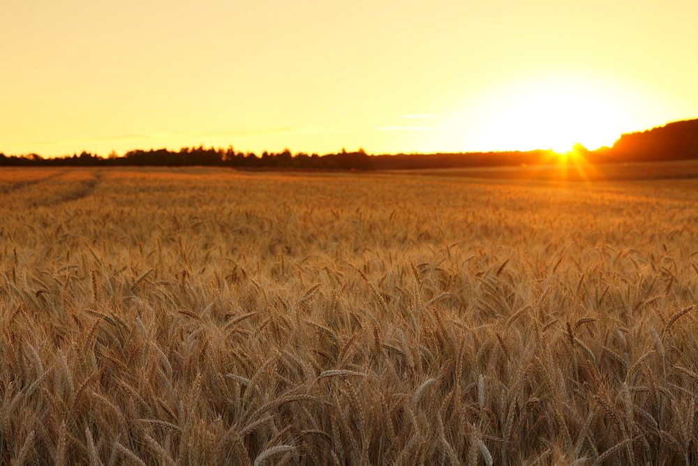 Cornfield in summer at sunset, Swabian Alps, Baden-Wurttemberg, Germany, Europe