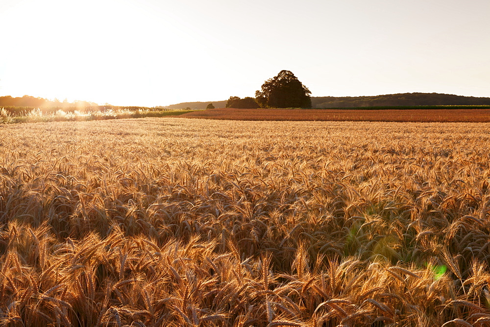 Cornfield in summer, Swabian Alps, Baden-Wurttemberg, Germany, Europe