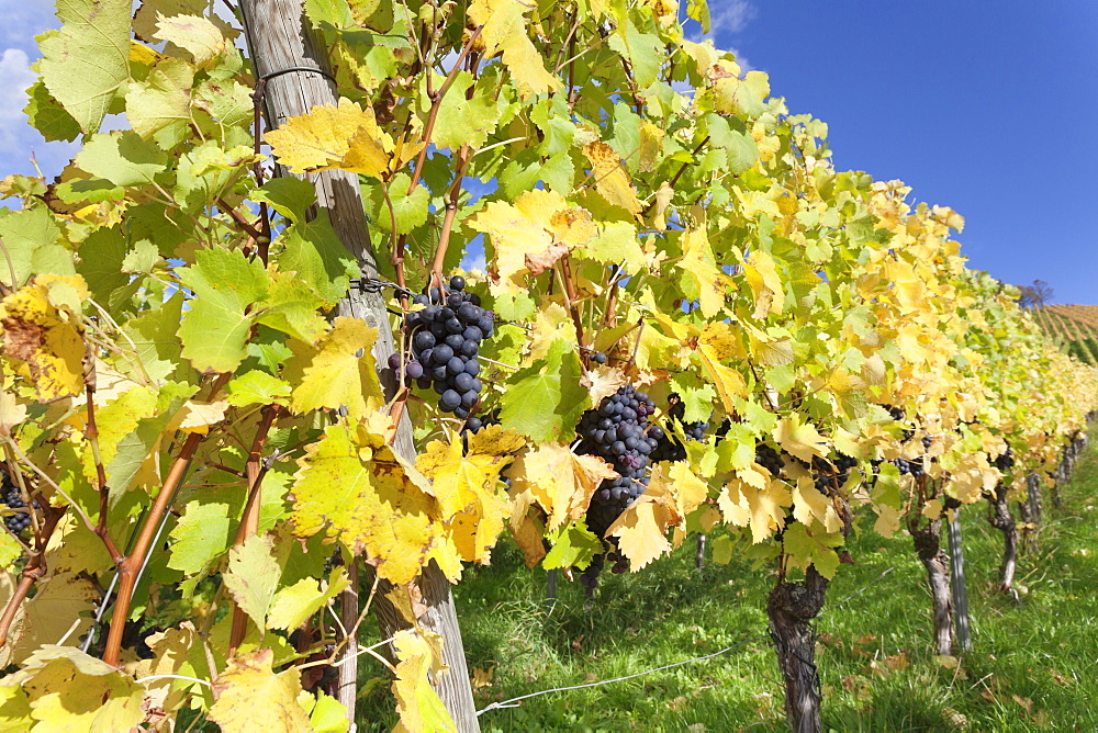 Vineyards with red wine grapes in autumn, Uhlbach, Baden-Wurttemberg, Germany, Europe