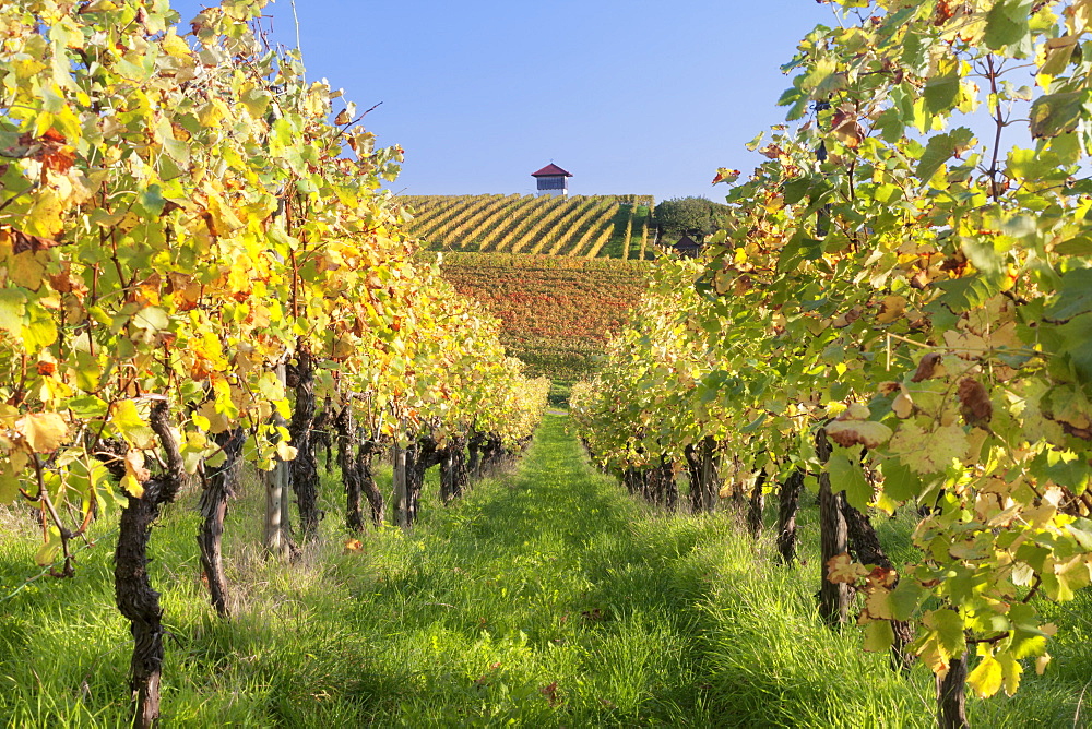 Cottage in vineyards in autumn, Uhlbach, Baden-Wurttemberg, Germany, Europe