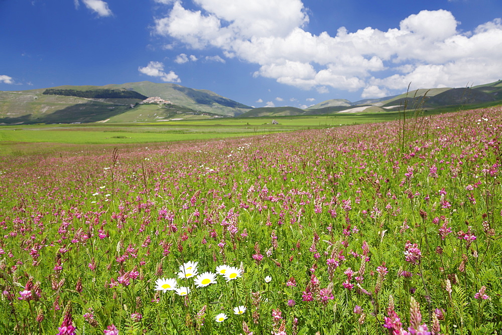 Field of wildflowers, Castelluccio di Norcia, Piano Grande, Monti Sibillini National Park, Perigua District, Umbria, Italy, Europe