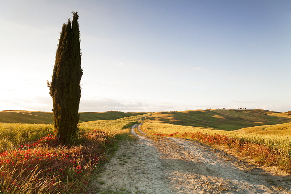 Tuscan landscape with cypress tree, near San Quirico, Val d'Orcia (Orcia Valley), UNESCO World Heritage Site, Siena Province, Tuscany, Italy, Europe