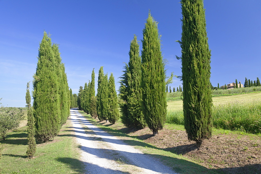 Alley of cypress trees, near Pienza, Val d'Orcia (Orcia Valley), UNESCO World Heritage Site, Siena Province, Tuscany, Italy, Europe