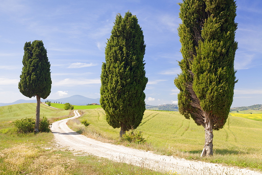 Tuscan landscape with cypress trees, near Pienza, Val d'Orcia (Orcia Valley), UNESCO World Heritage Site, Siena Province, Tuscany, Italy, Europe