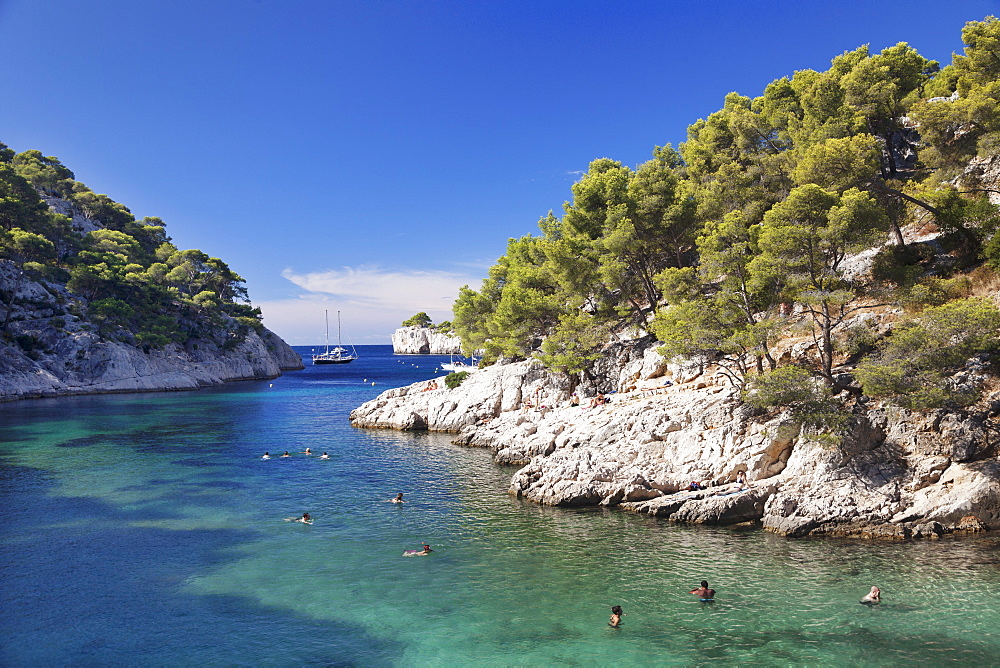 Les Calanques Port Pin, National Park, Cassis, Provence, Provence-Alpes-Cote d'Azur, Southern France, France, Europe