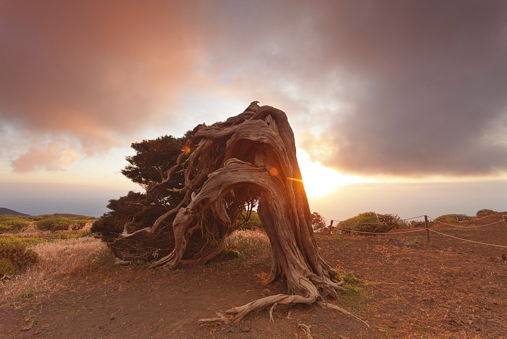 Canary Islands juniper (Juniperus cedrus) at sunset, Nature Reserve El Sabinar, UNESCO biosphere reserve, El Hierro, Canary Islands, Spain, Europe