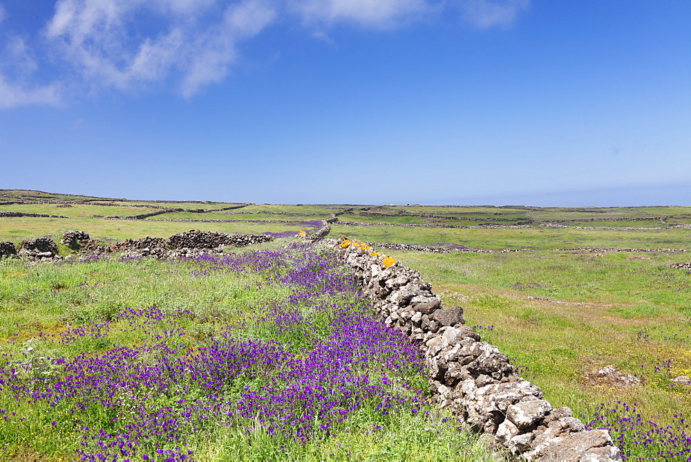 Meadow of flowers and stone wall, UNESCO biosphere reserve, El Hierro, Canary Islands, Spain, Europe