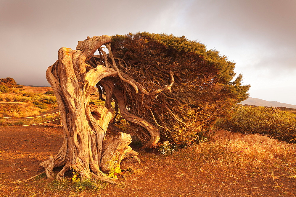 Canary Islands juniper (Juniperus cedrus), Nature Reserve El Sabinar, UNESCO Biosphere Reserve, El Hierro, Canary Islands, Spain, Europe