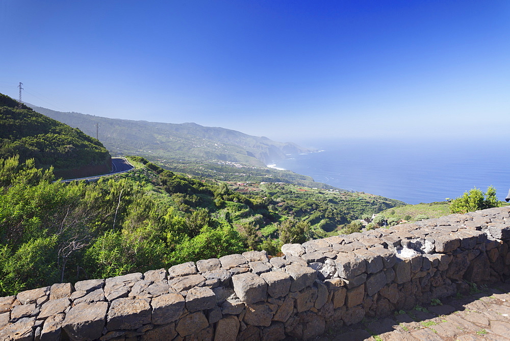 View from Mirador de la Tosca over the north coast, Canarian dragon tree (Dracaena draco), Barlovento, La Palma, Canary Islands, Spain, Atlantic, Europe