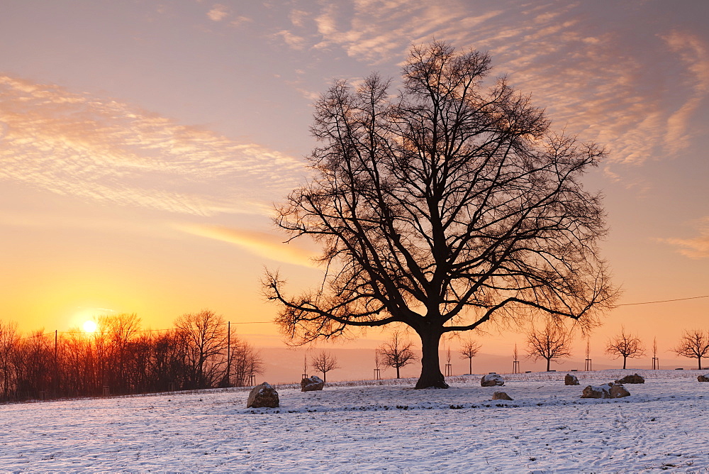 Lime tree at sunset in winter, Esslingen am Neckar, Baden-Wurttemberg, Germany, Europe