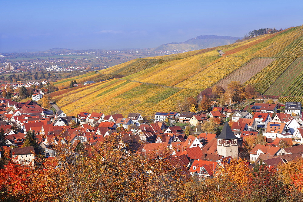 Struempfelbach, vineyards in autumn, Rems Murr District, Baden-Wurttemberg, Germany, Europe