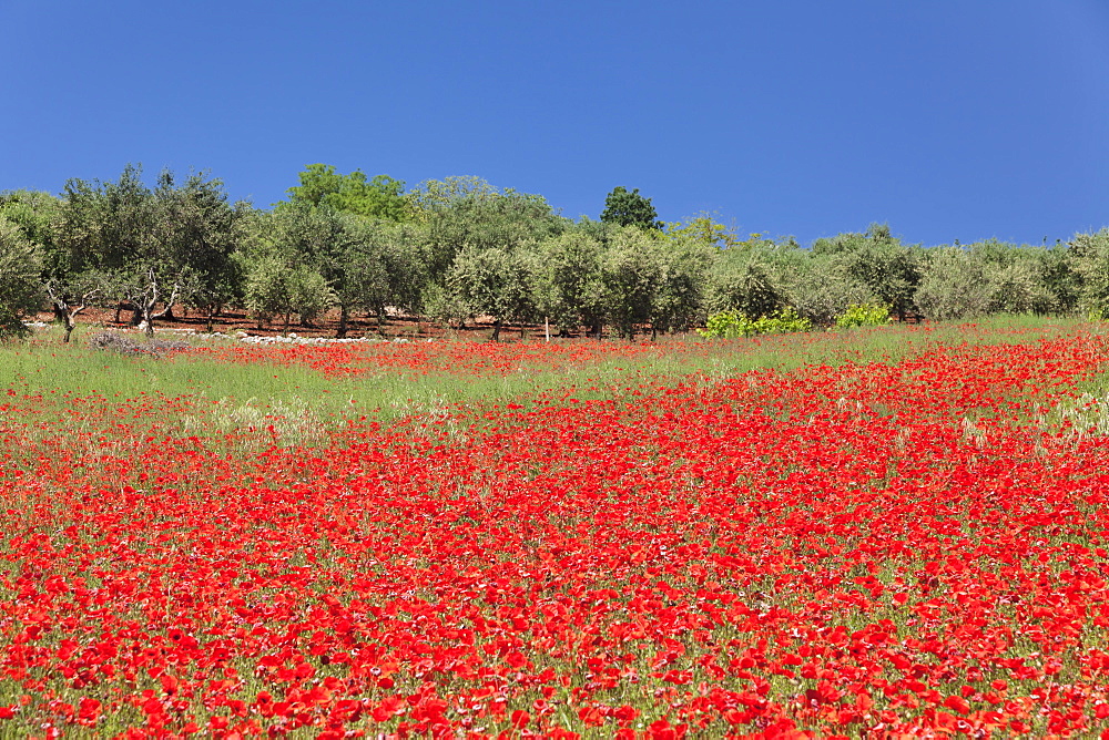 Field of poppies and olive trees, Valle d'Itria, Bari district, Puglia, Italy, Europe