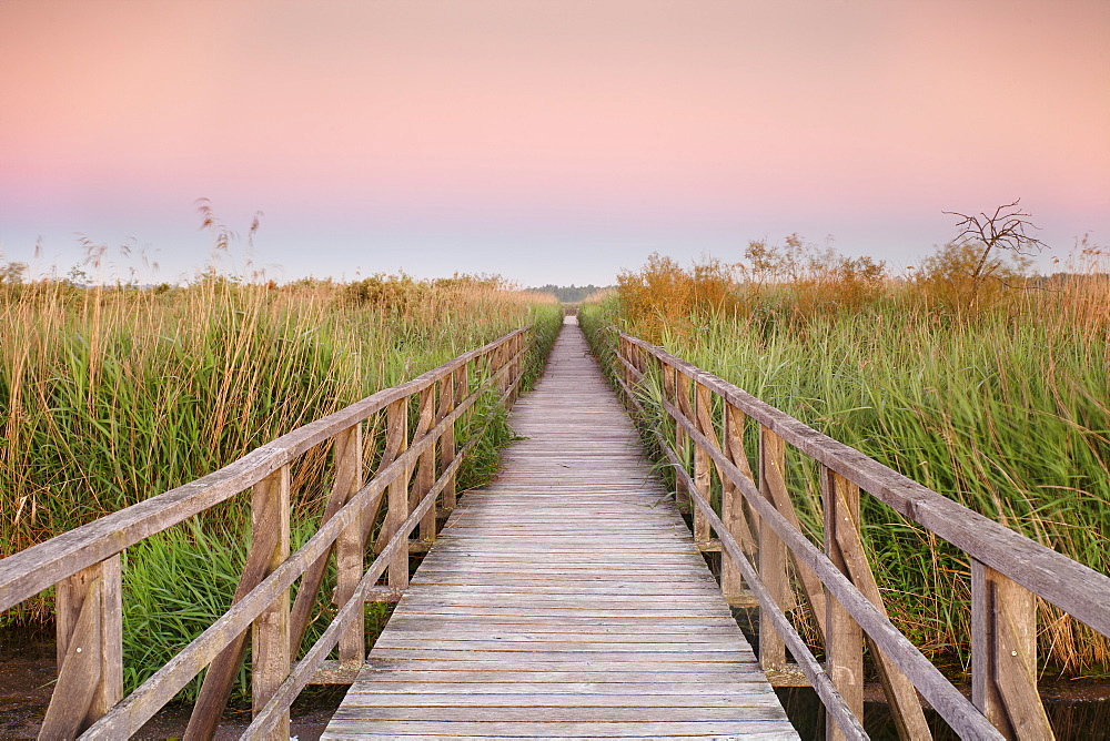 Boardwalk at sunrise, Federsee Lake, Nature reserve, Bad Buchau, Upper Swabia, Baden-Wurttemberg, Germany, Europe