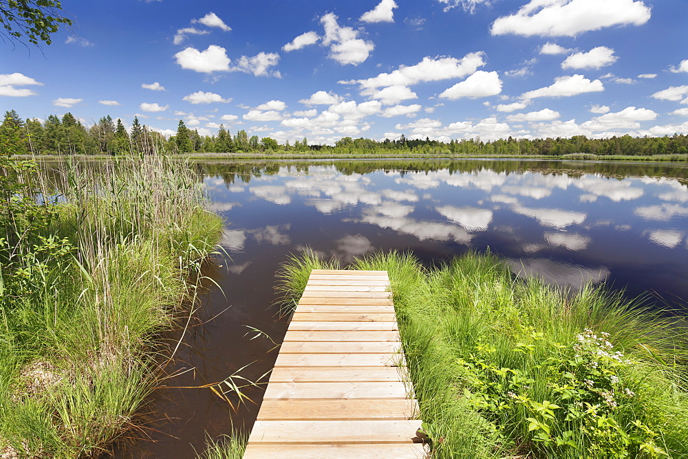 Jetty and cumulus clouds, Wurzacher Ried Moor, Bad Wurzach, Upper Swabia, Baden-Wurttemberg, Germany, Europe