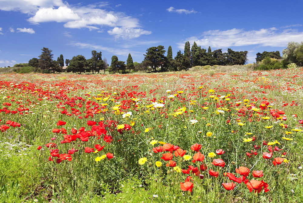 Meadow with wildflowers, near Otranto, Lecce province, Salentine Peninsula, Puglia, Italy, Europe