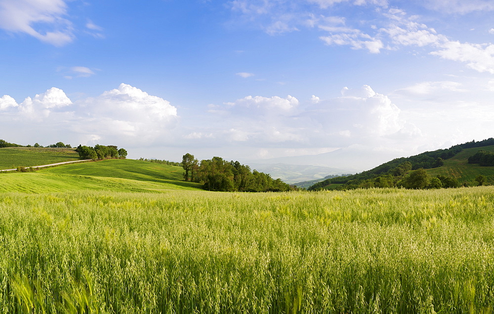 View over a grainfield to Monte Amiata, Val D'Orcia, Province Siena, Tuscany, Italy, Europe