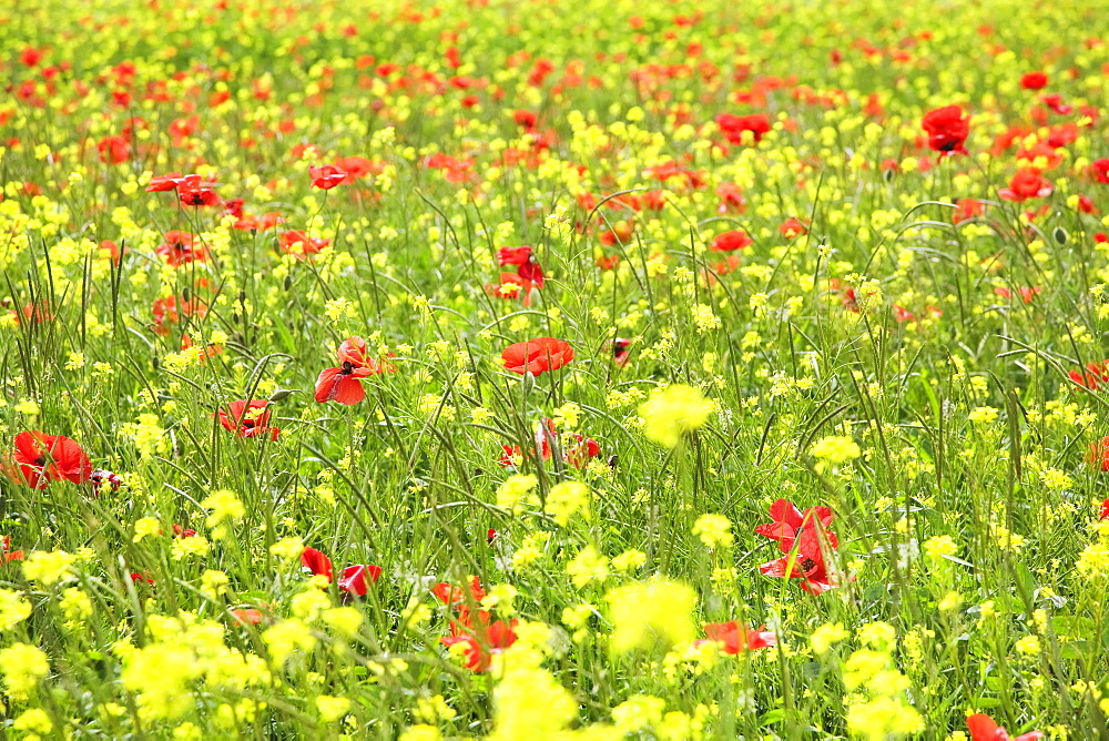 Field of wildflowers and poppies, Val d'Orcia, Province Siena, Tuscany, Italy, Europe