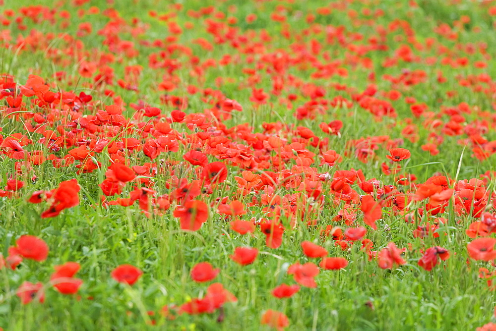 Field of poppies Val d'Orcia, Province Siena, Tuscany, Italy, Europe