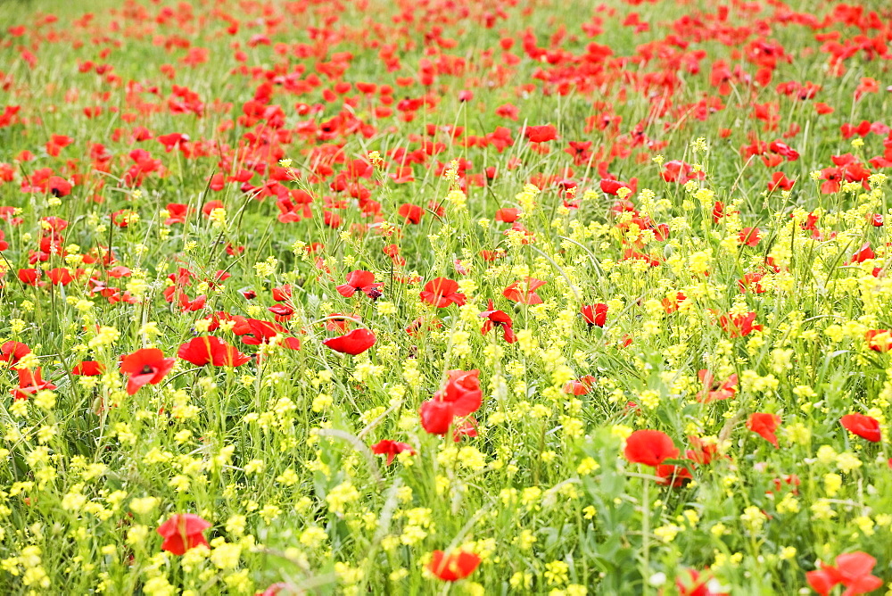 Field of wildflowers and poppies, Val d'Orcia, Province Siena, Tuscany, Italy, Europe