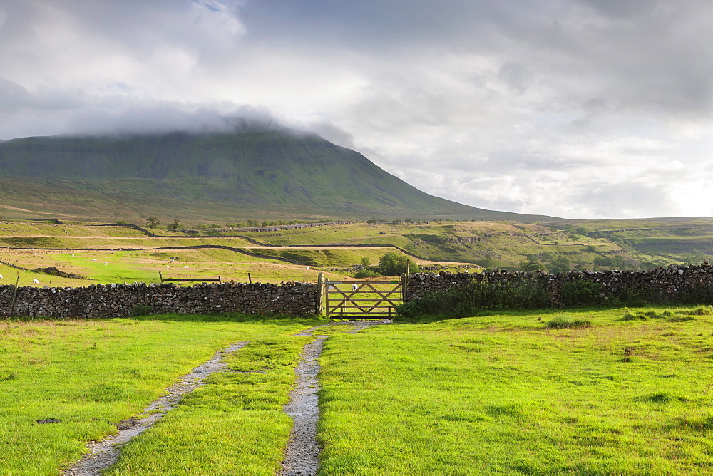 Evening light at Ingleborough Mountain, Ingleborough National Nature Reserve, Yorkshire Dales, North Yorkshire, England, United Kingdom, Europe