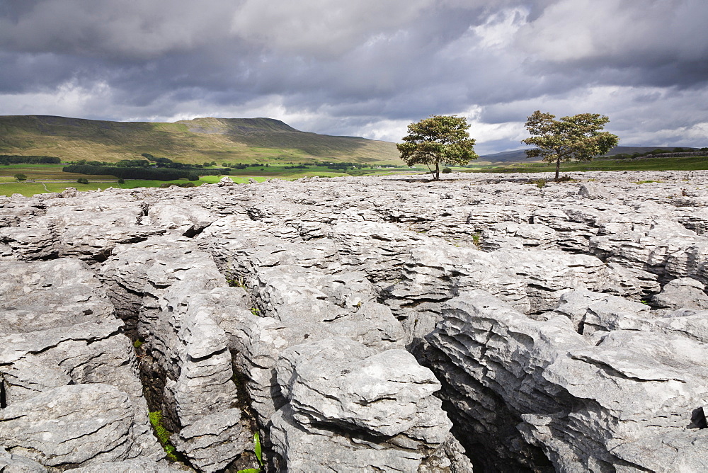 Trees on limestone pavement, Ingleborough National Nature Reserve, Yorkshire Dales, North Yorkshire, England, United Kingdom, Europe