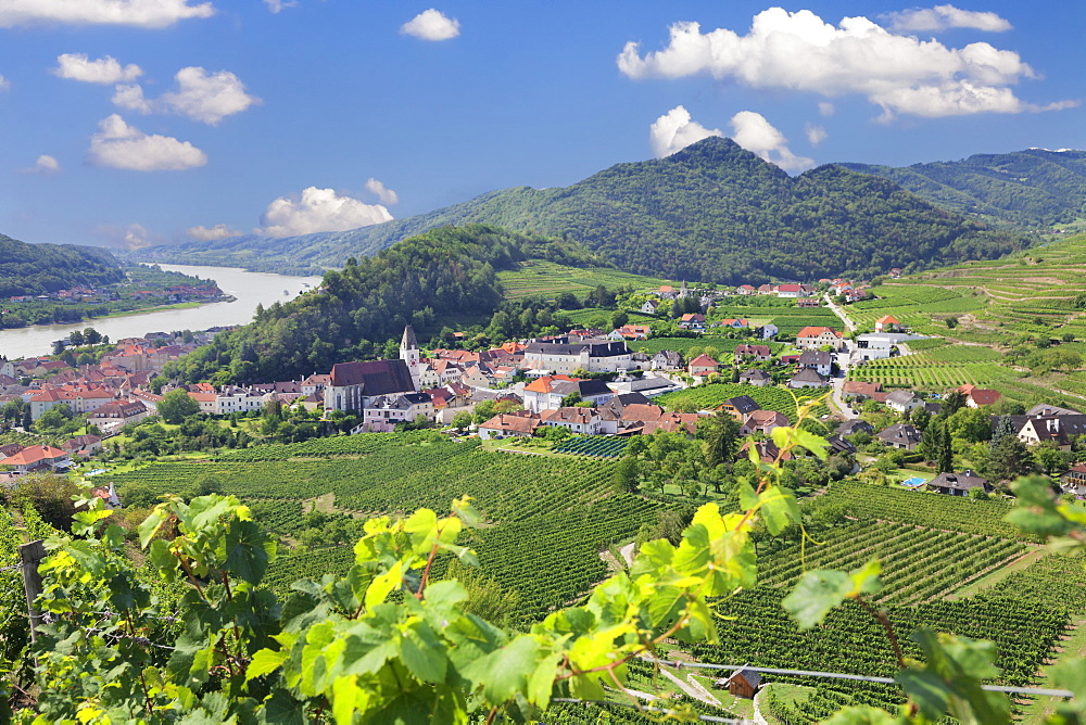 Vineyards in summer, Danube River, Spitz, Cultural Landscape Wachau, UNESCO World Heritage Site, Austria, Europe