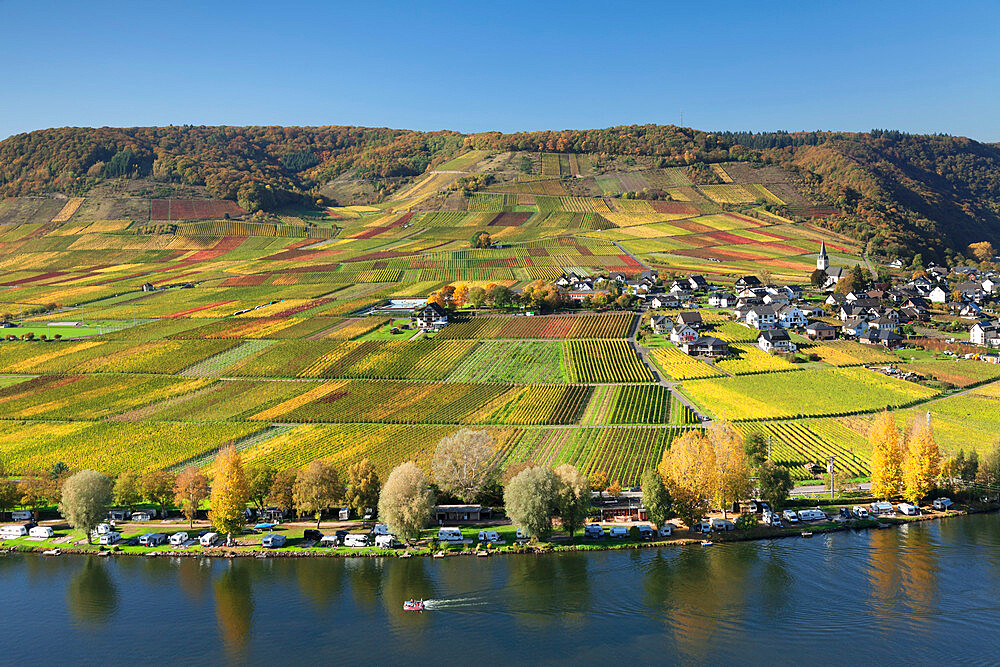 Vineyards in autumn, near Beilstein, Rhineland-Palatinate, Germany, Europe