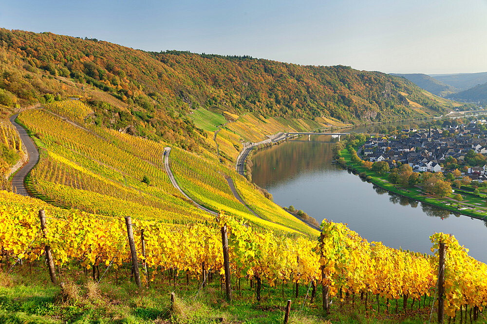 Vineyards in autumn, Loop of Moselle River near Kroev, Rhineland-Palatinate, Germany, Europe