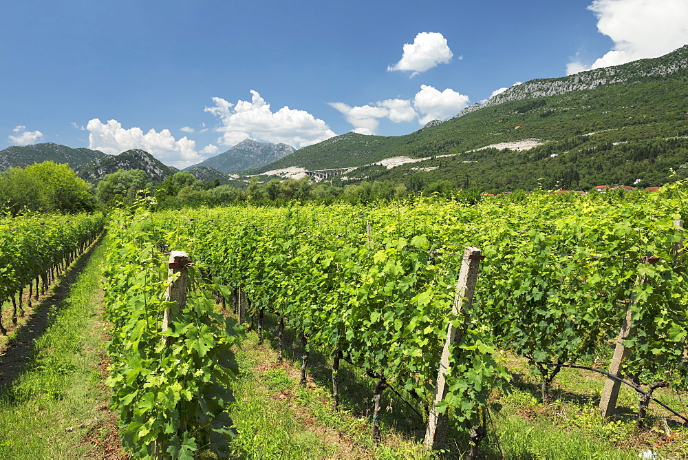 Wine-growing area, Peljasac Peninsular, Dalmatia, Croatia, Europe