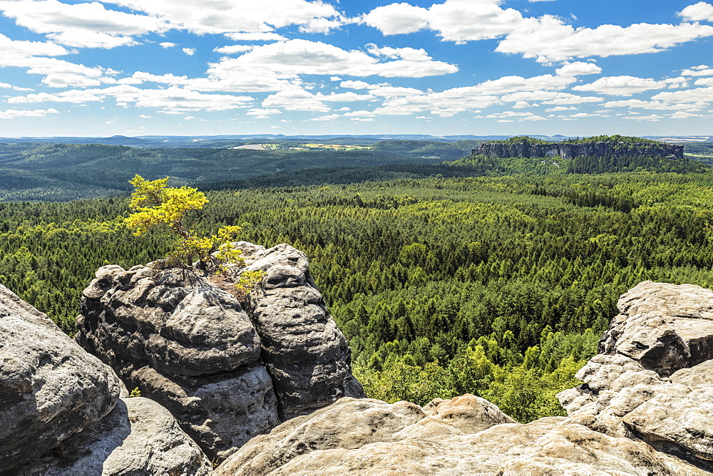 Blick vom Gohrisch, 440m, to Koenigstein Fortress, Elbsandstein Mountains, Saxony Switzerland National Park, Saxony, Germany, Europe